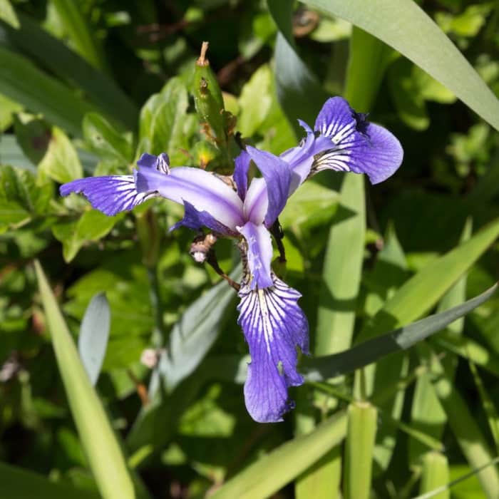 Near Fourth Run, Stage and Park Road Loop Near Fourth Run, Stage and Park Road Loop