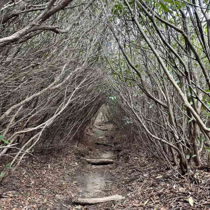 Near Scaly Mountain via Bartram Trail