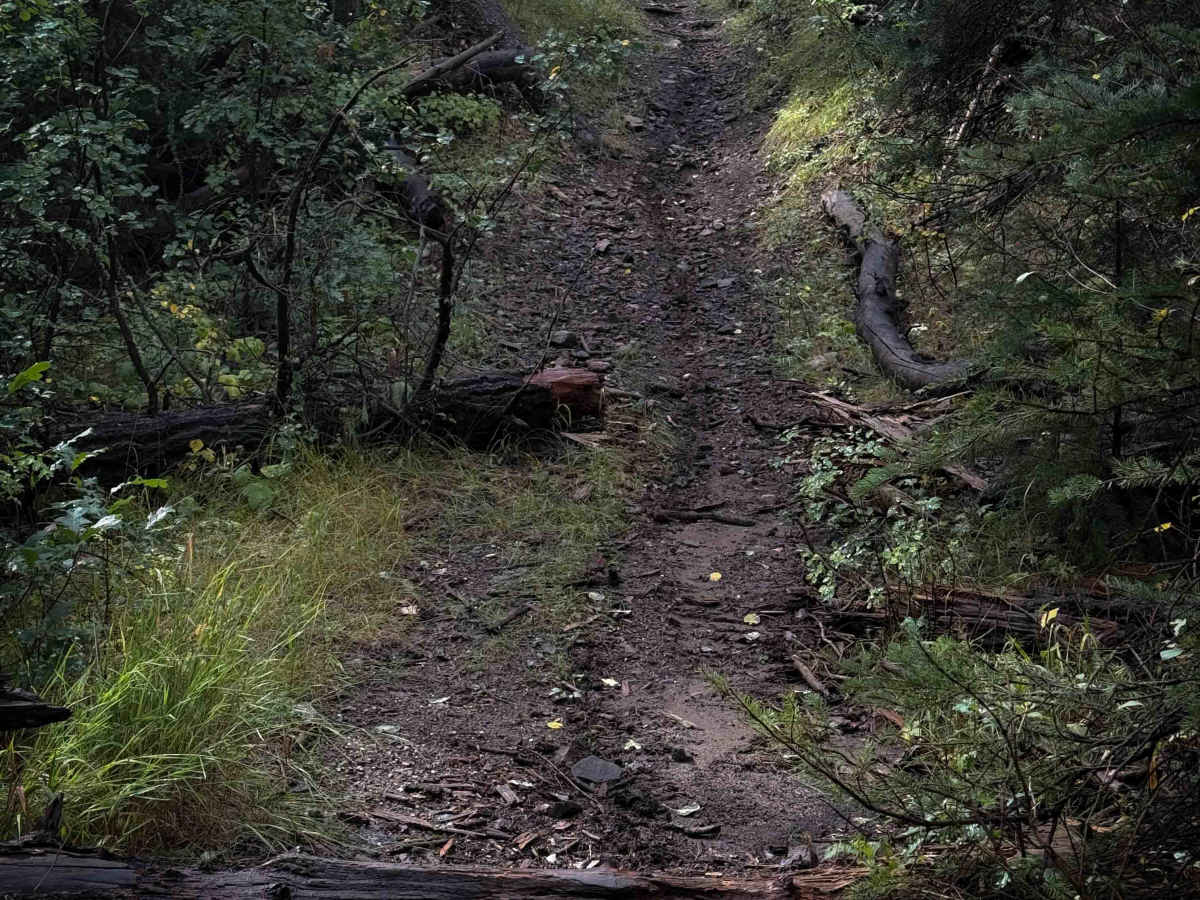 Osha Canyon Trail - FS 20  photo 6