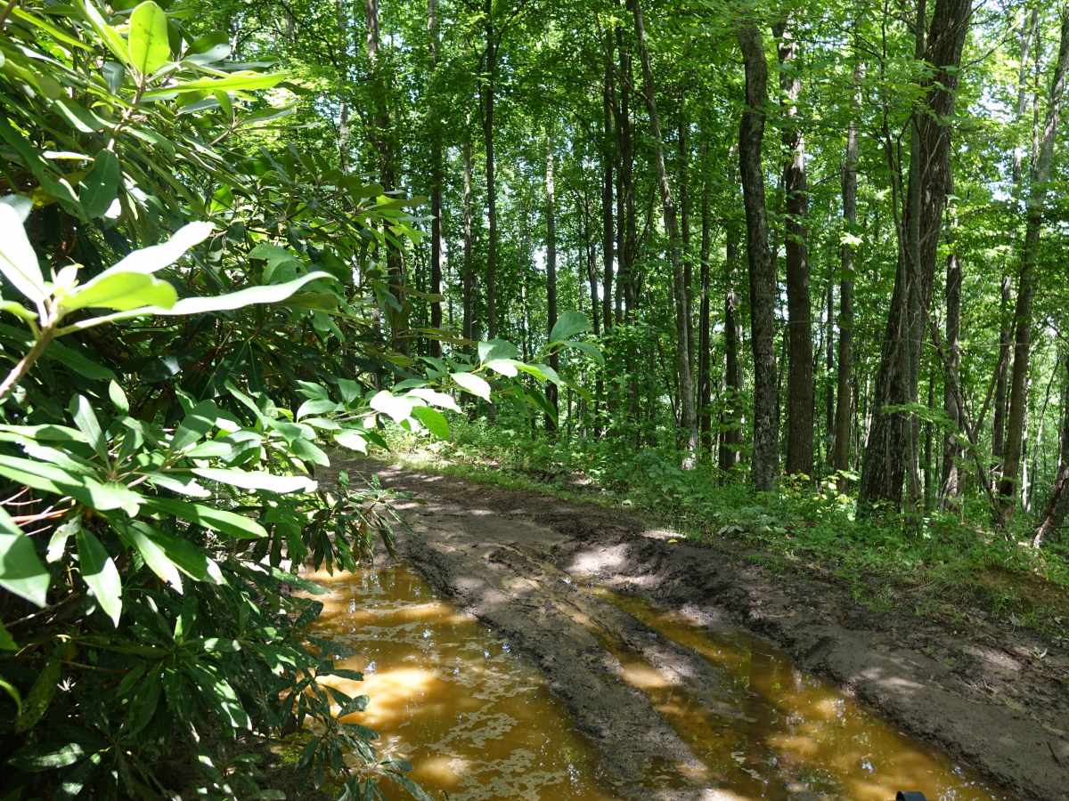 Shad Road photo 4