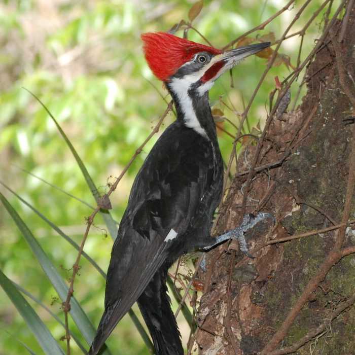 Pileated woodpecker Near Seminole Loop