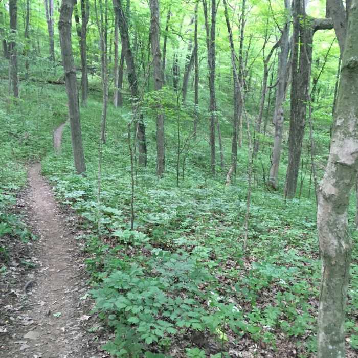 Typical section of the mountain bike trail portion of this route. Near Mohican Loop