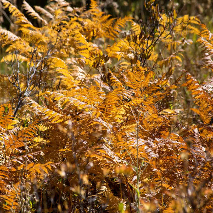 Near Bear Basin + Seven Up Pass