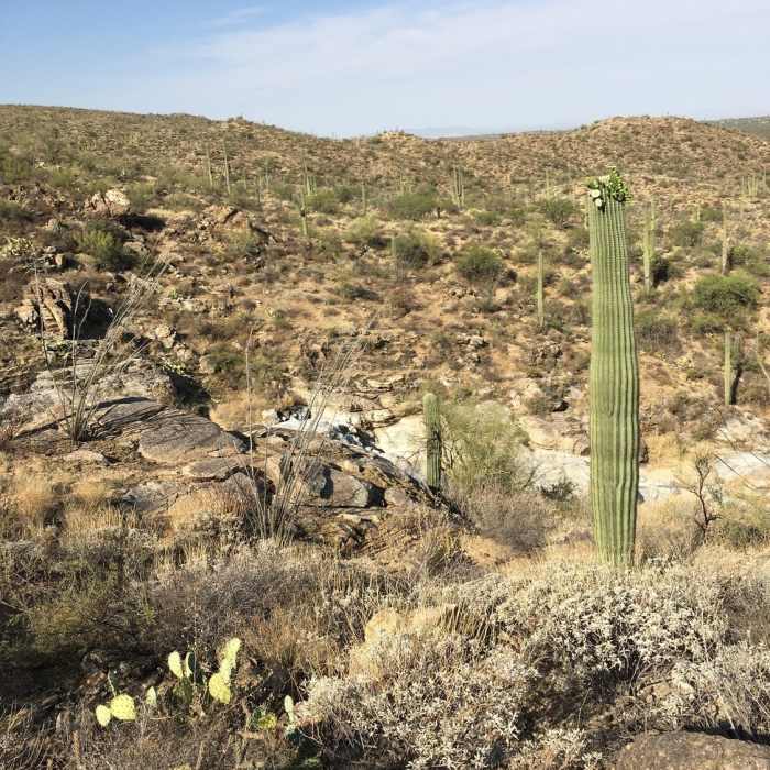 In certain places, the trail follows a seasonal drainage. Near Wildhorse Trail
