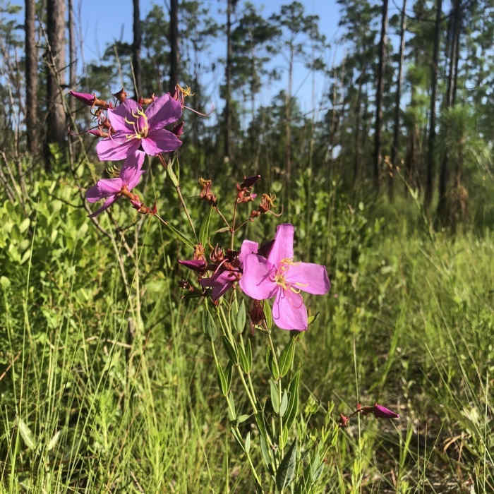 Near Julington-Durbin Preserve Loop