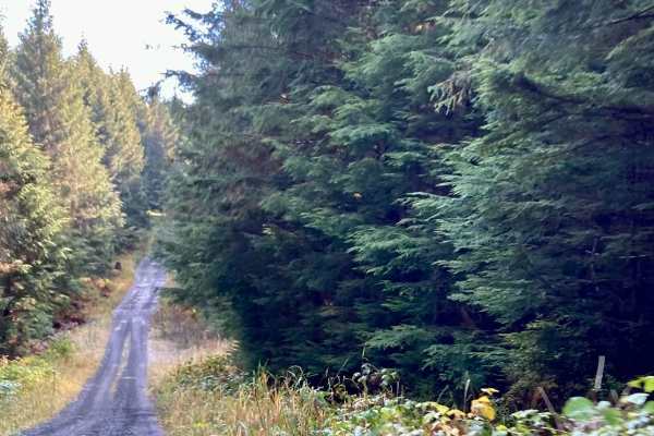 Staney Creek Campground Road - FS 2054300