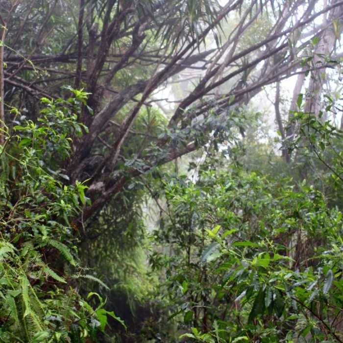 Near Awa'awapuhi Trail & Vista