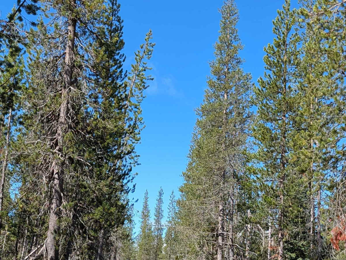 Fisk - FS 43N70 trail photo