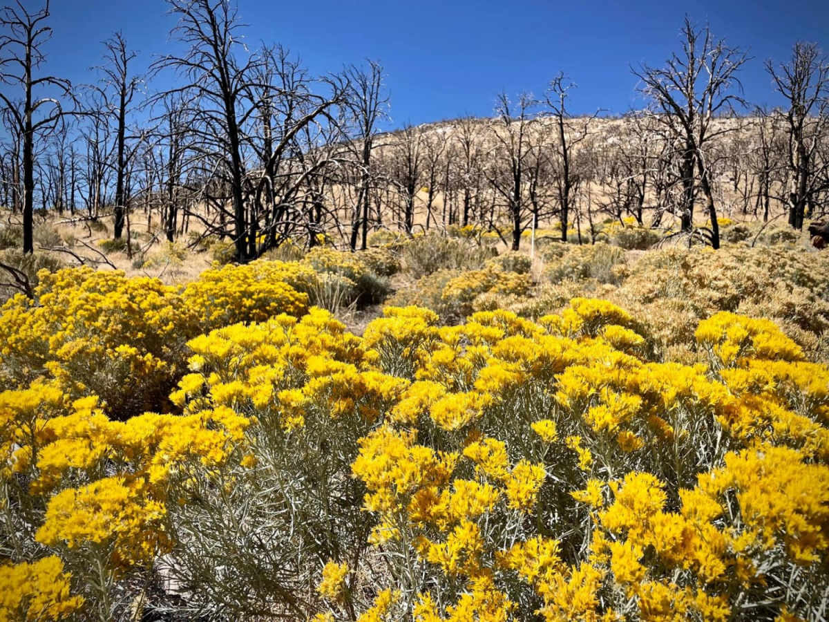 Strawberry Creek Road trail photo