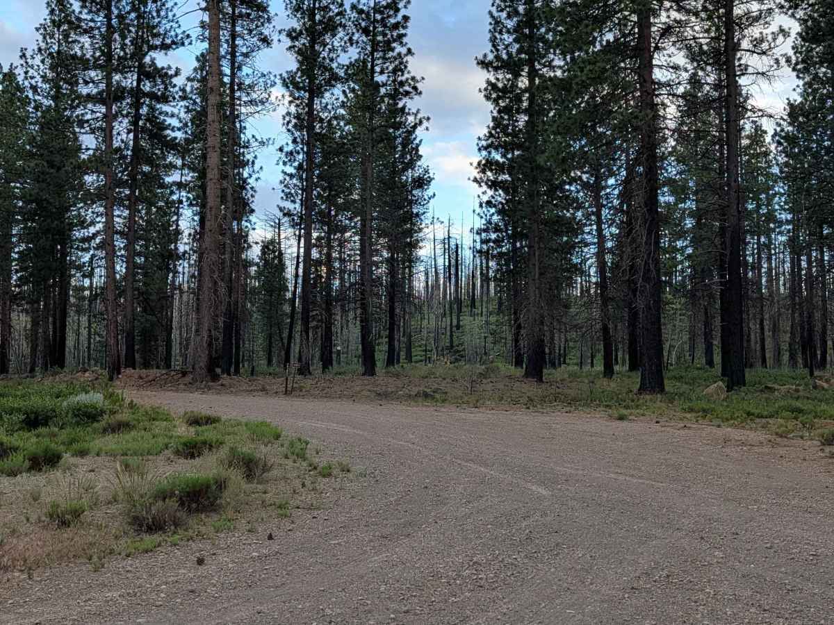 Little Horse - FS 43N03 trail photo