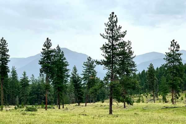 Grassy Meadows