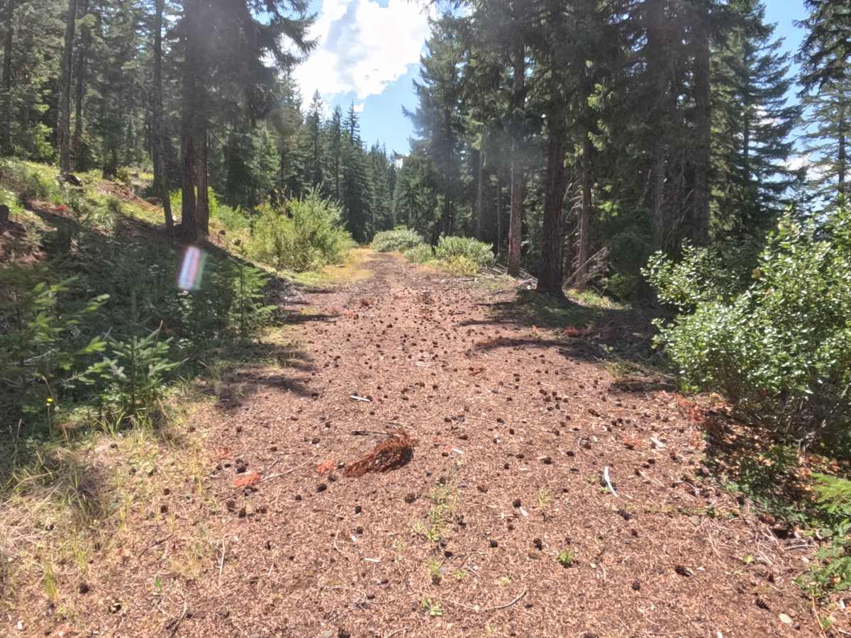 FS 2067540 trail photo