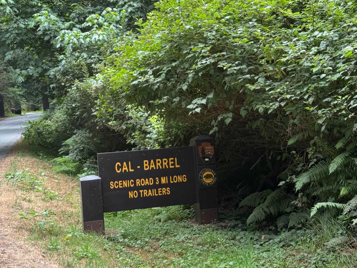 Cal Barrel - Redwood National Park trail photo