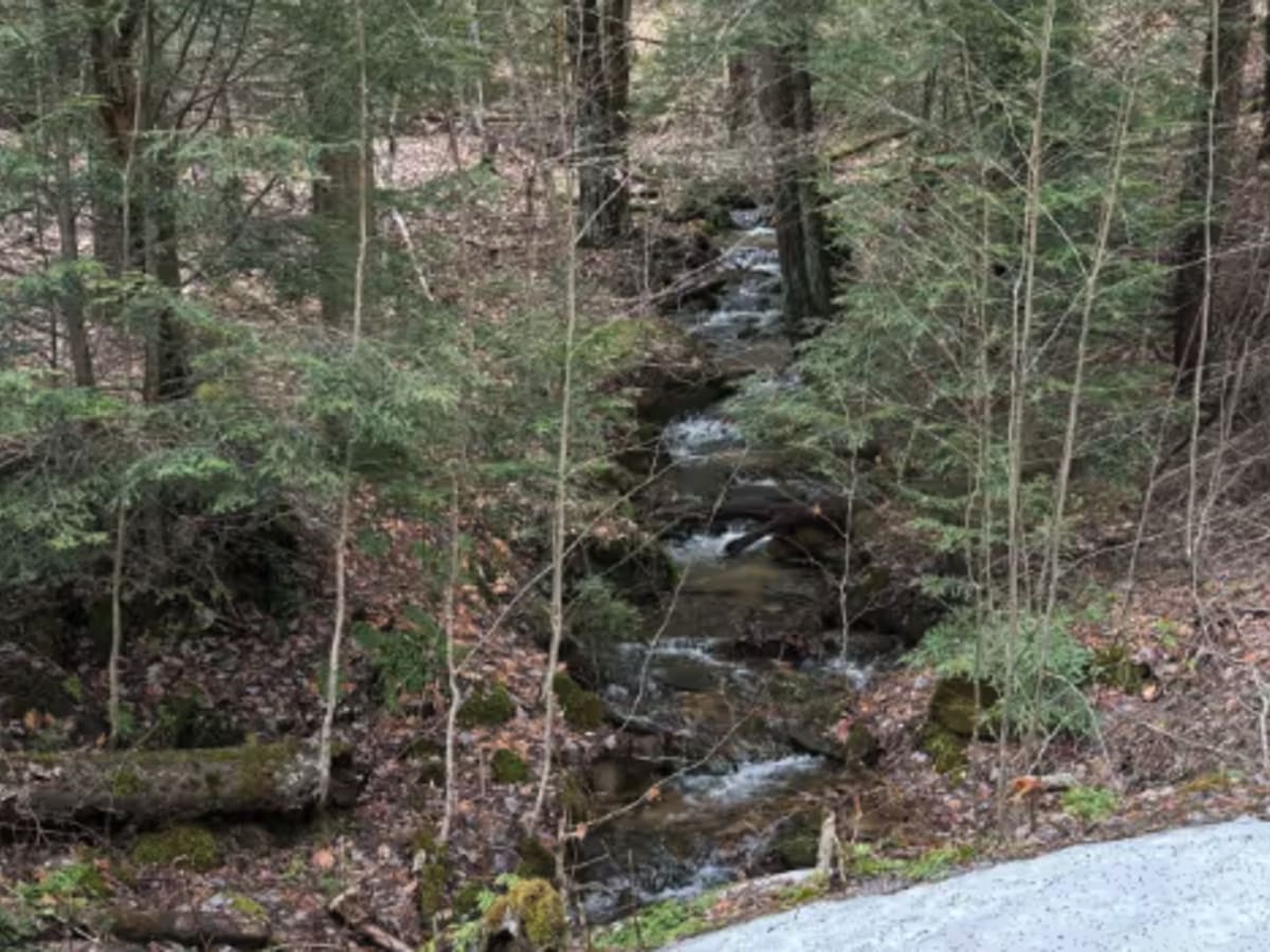 The Branch - FS 180 trail photo