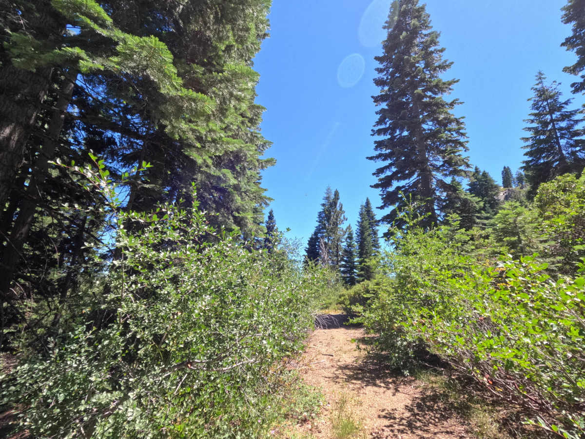 Fir Cap Trail - South Segment - FS 10E22 photo 5