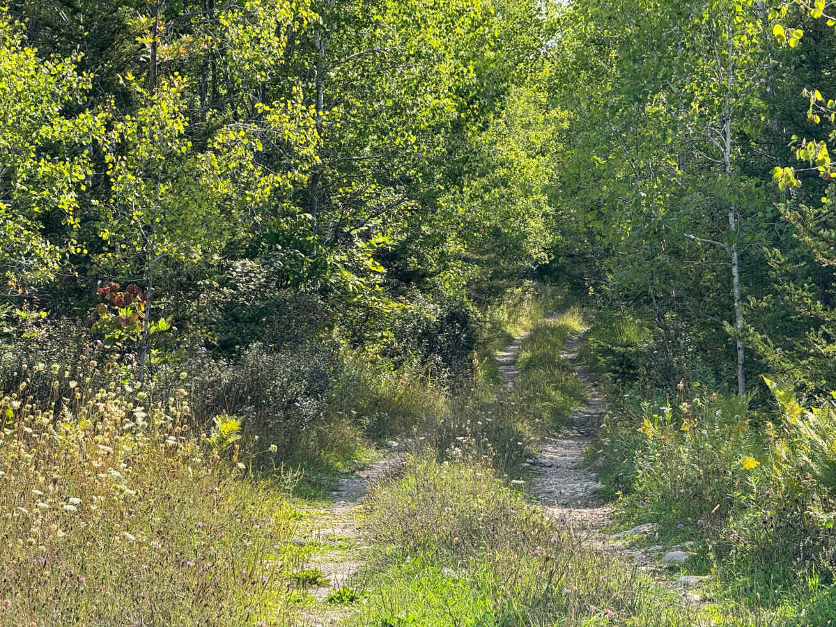 Frog Trail photo 5