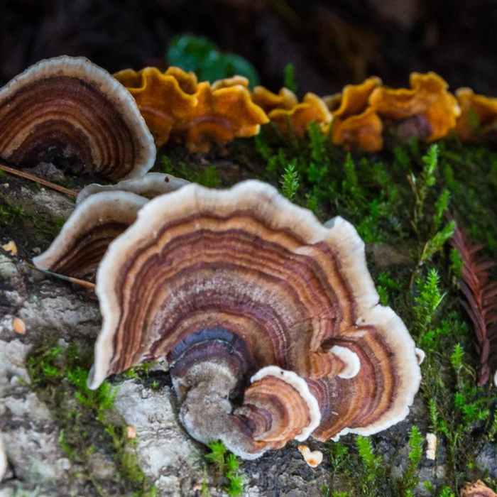 Near River Trail Hike