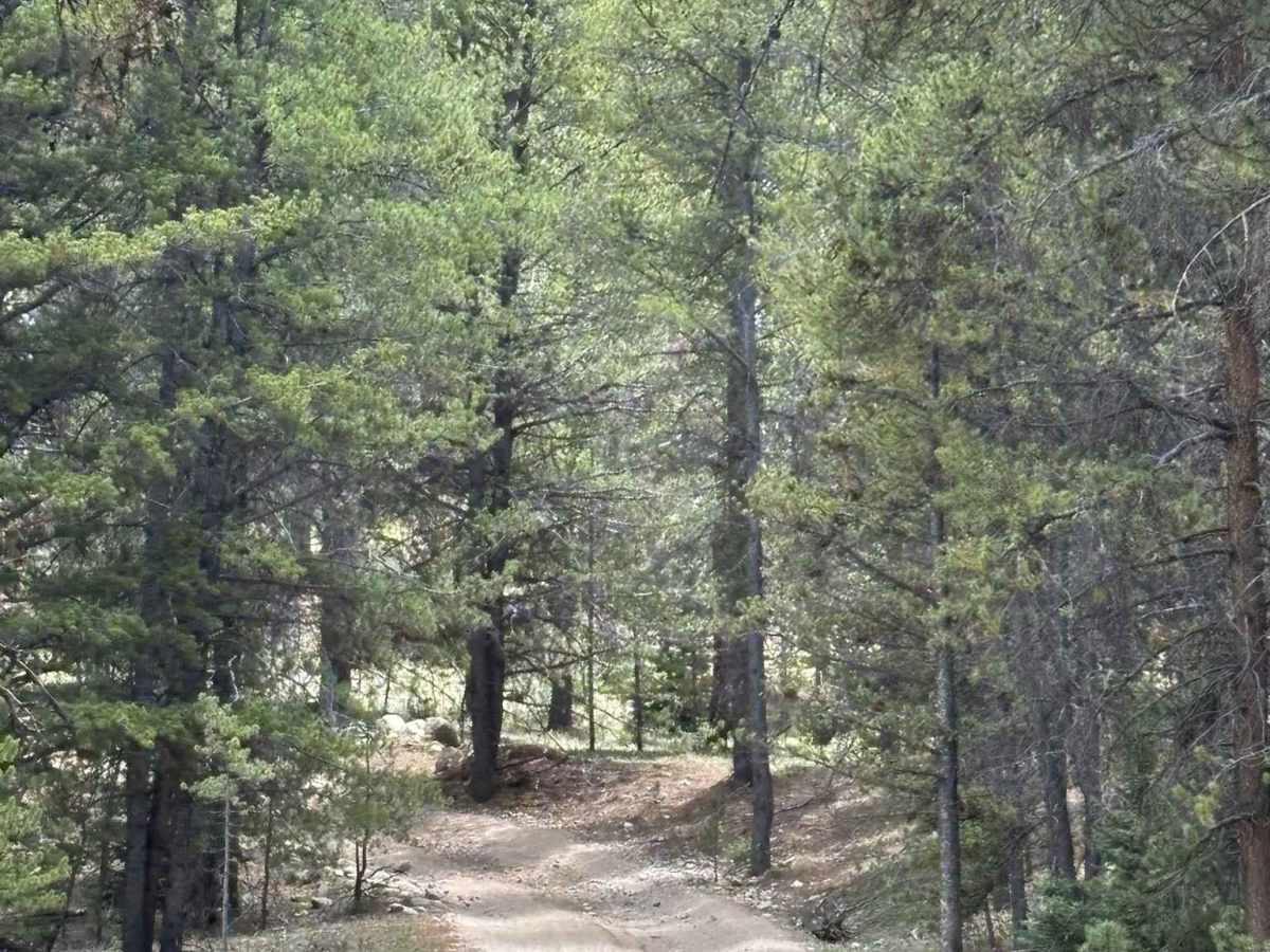 Texas Cotton Wood Road photo 5