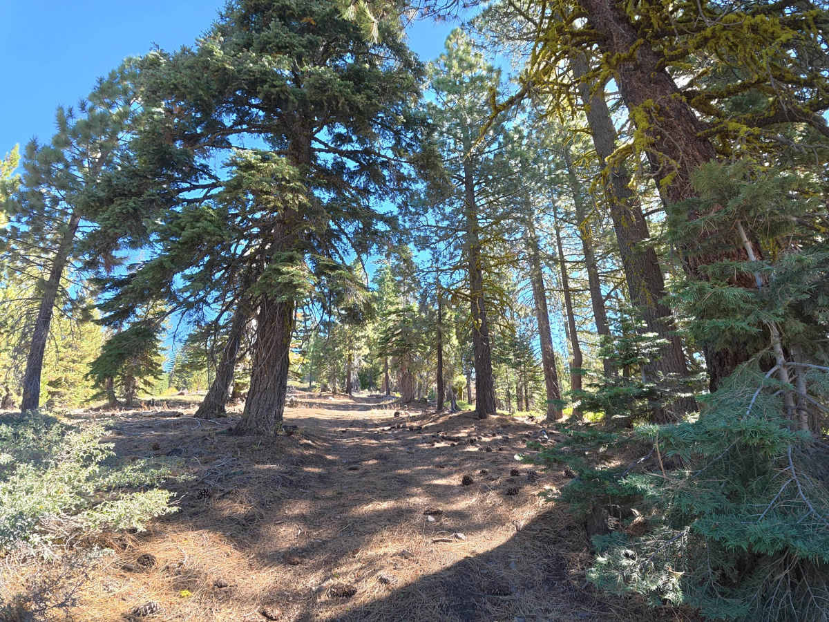 FS 6N27 trail photo