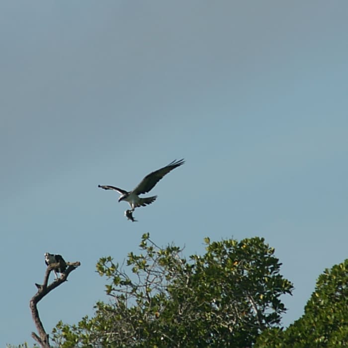 Osprey Carrying a Fish Near Snake Bight - Rowdy Bend Loop