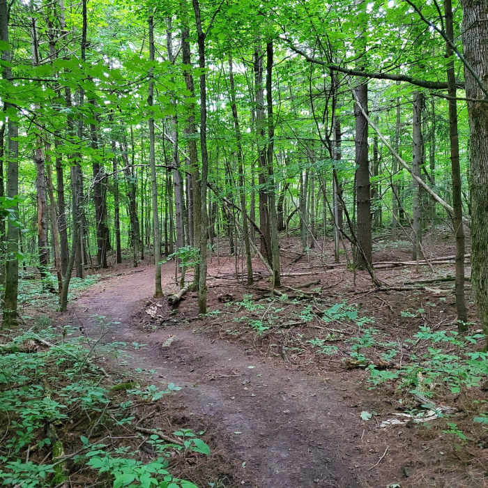Pretty River Valley Provincial Park. Near Pretty River Loop