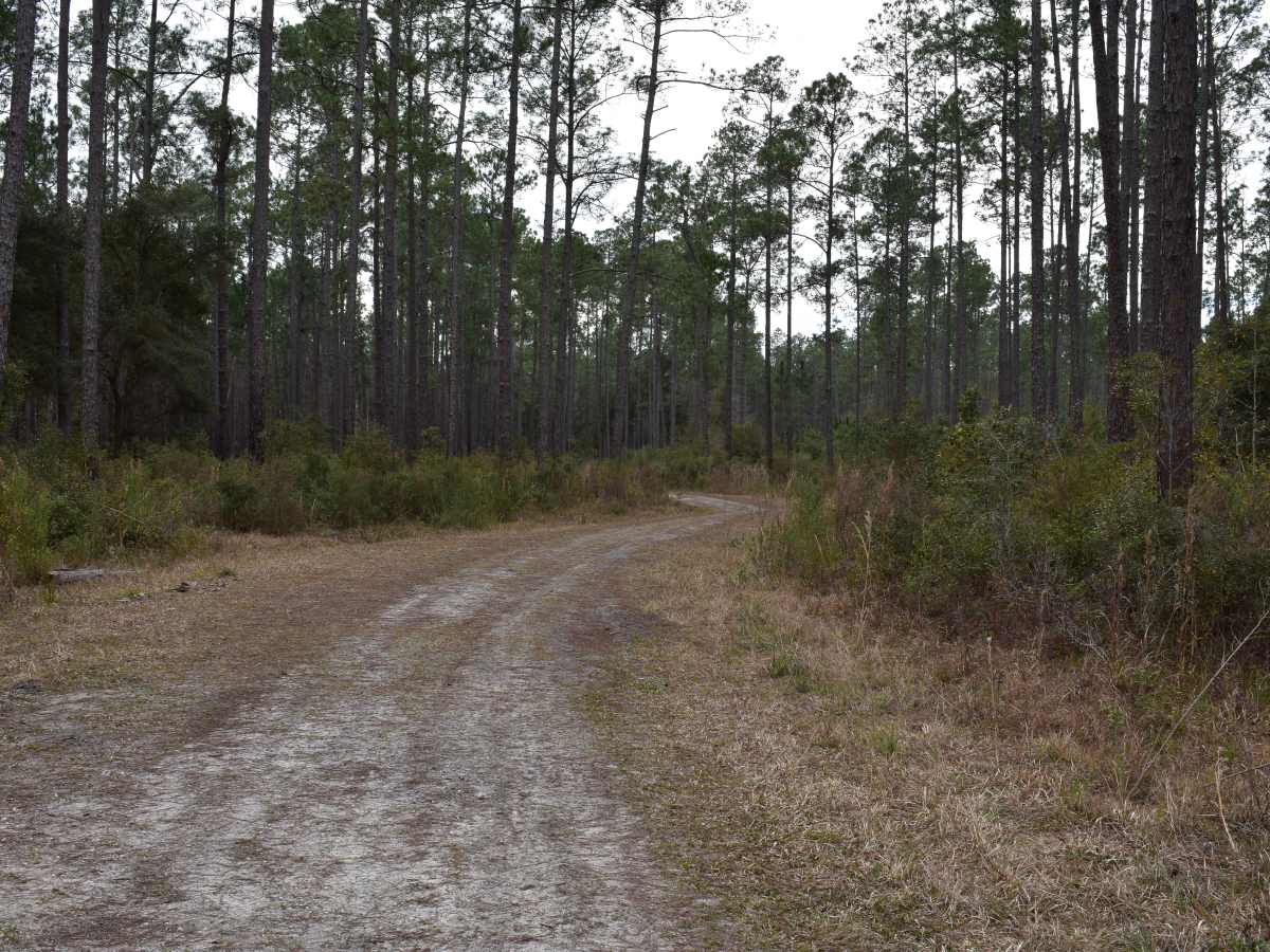 FR 215-G trail photo