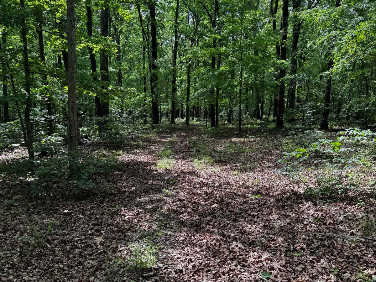 Sauce on the Side trail photo