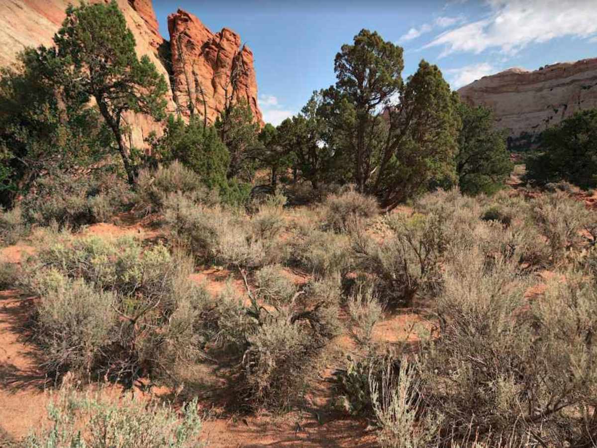 Upper Muley Twist Canyon Road photo 2