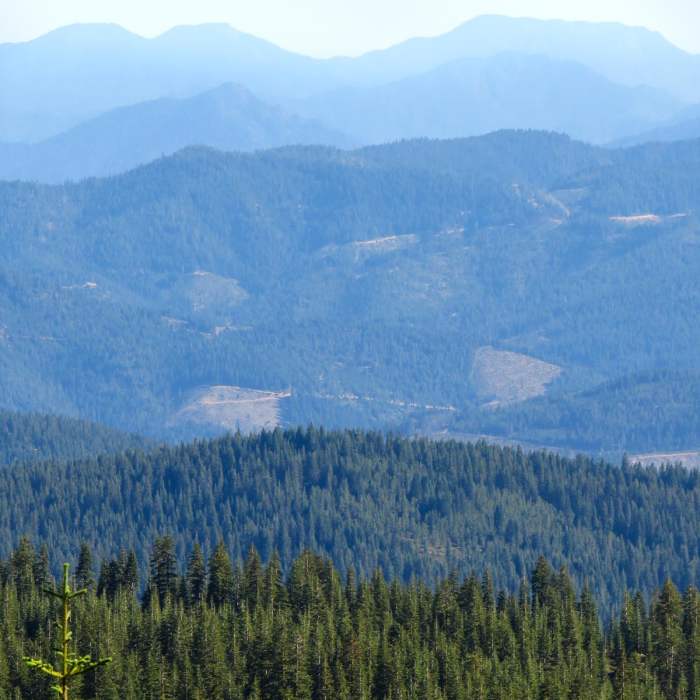 Near Old Ski Bowl via Snow Bunny Flat Trail