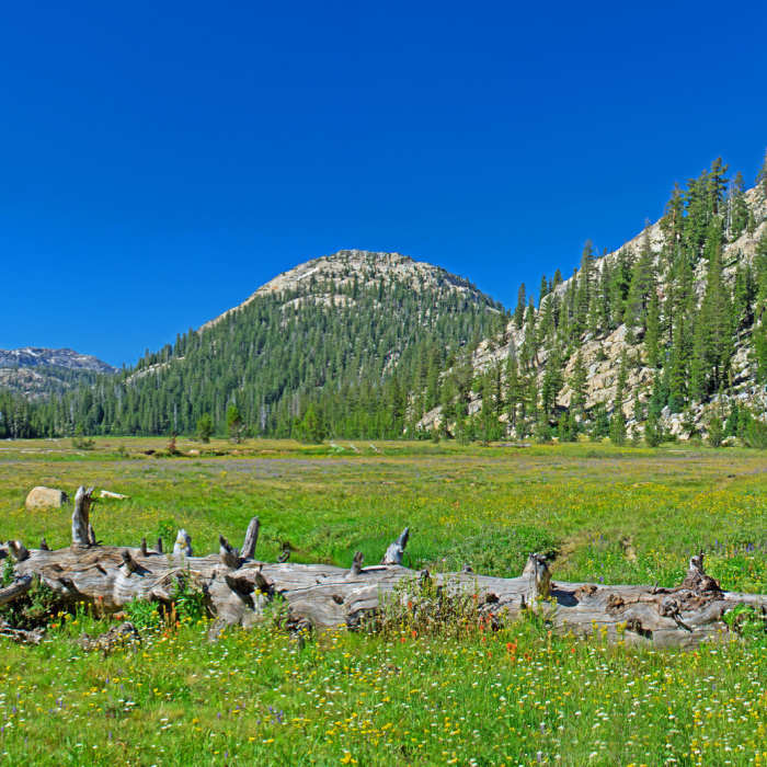 Near Horse Meadow Trail