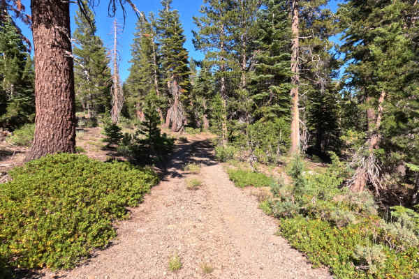 Forestdale Loop Road - FS 31013A