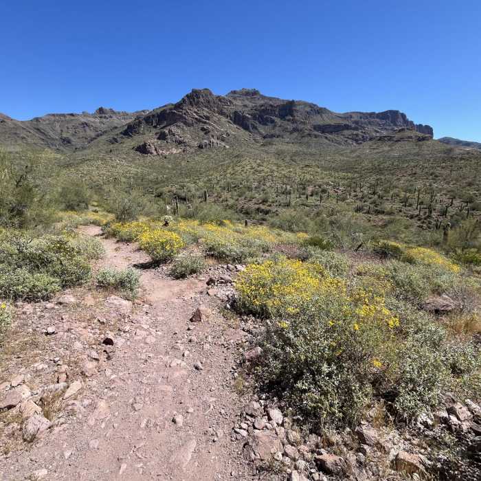 Near Lost Goldmine Cougar Loop