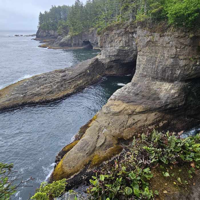 Near Cape Flattery Trail