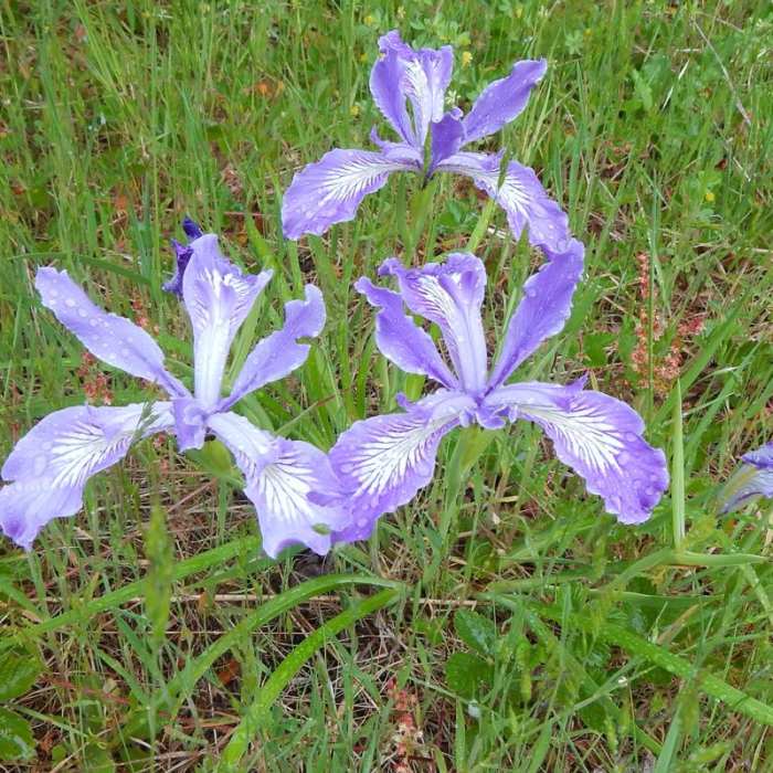 Near Marys Peak via East Ridge