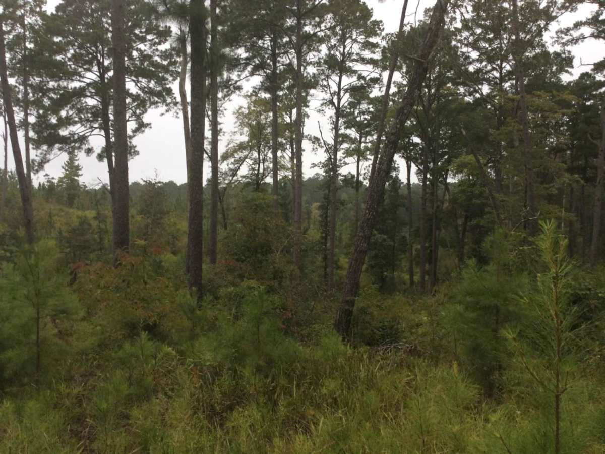 Homochitto National Forest Trail 126B photo 6
