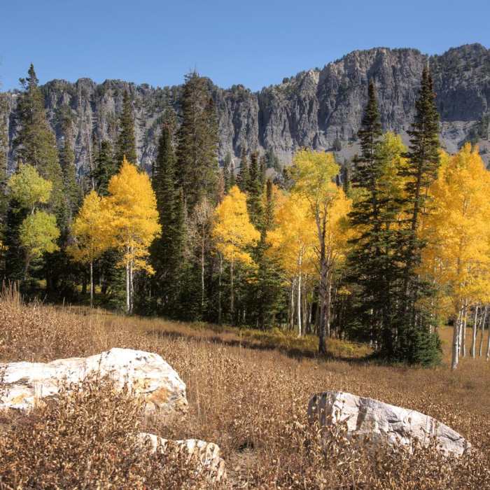 Near Cardiff Fork Trail