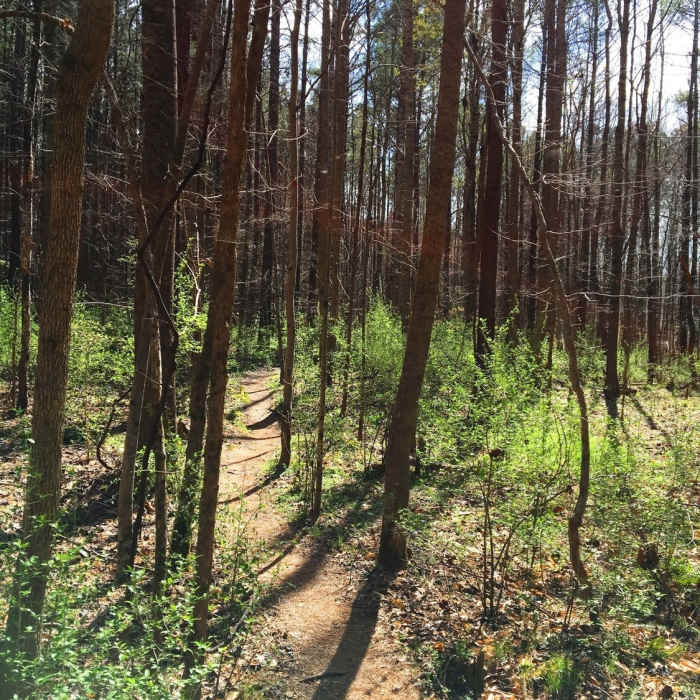 The Lowlands Loop cuts through thin pines in this section. Near Nature Observation