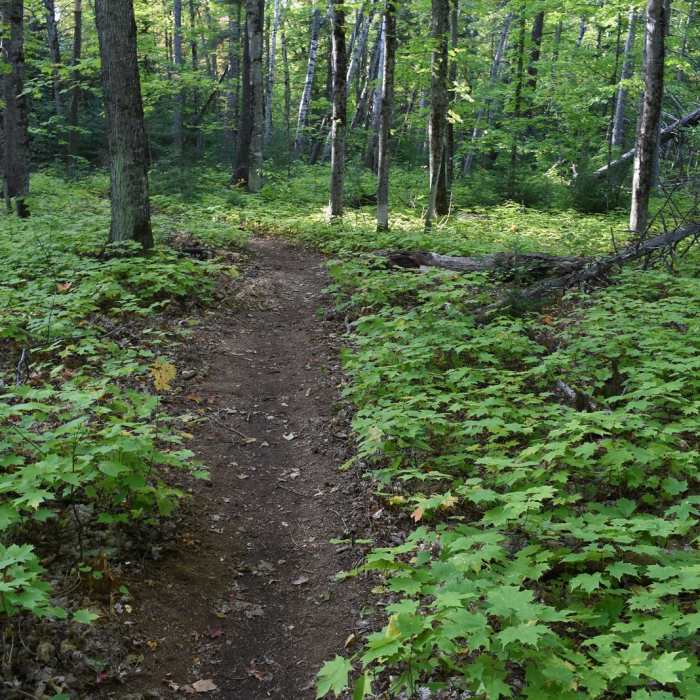 Near Hike to Yellow Dog Falls Near Hike to Yellow Dog Falls