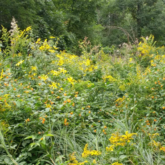 Near Finger Lakes Trail: Mitchellsville Gorge