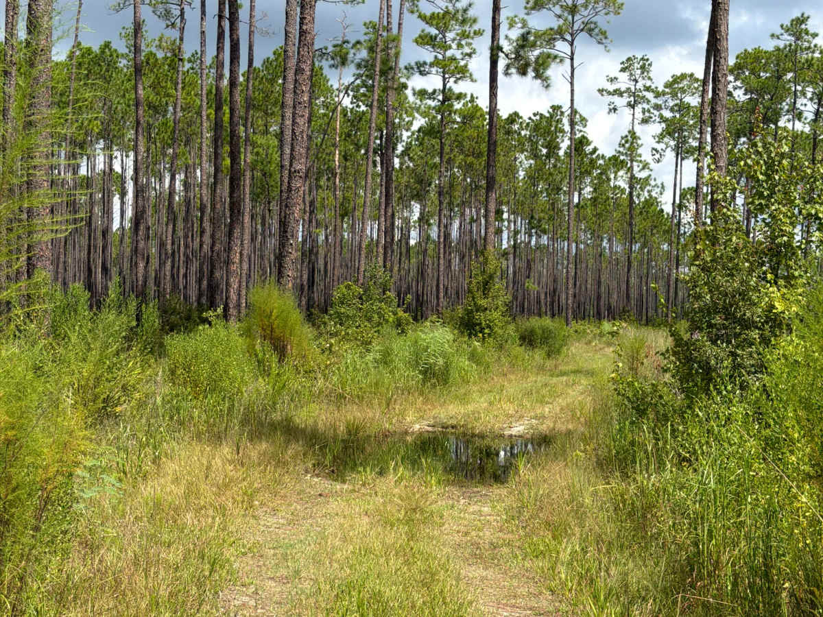 Osceola 277-B photo 3