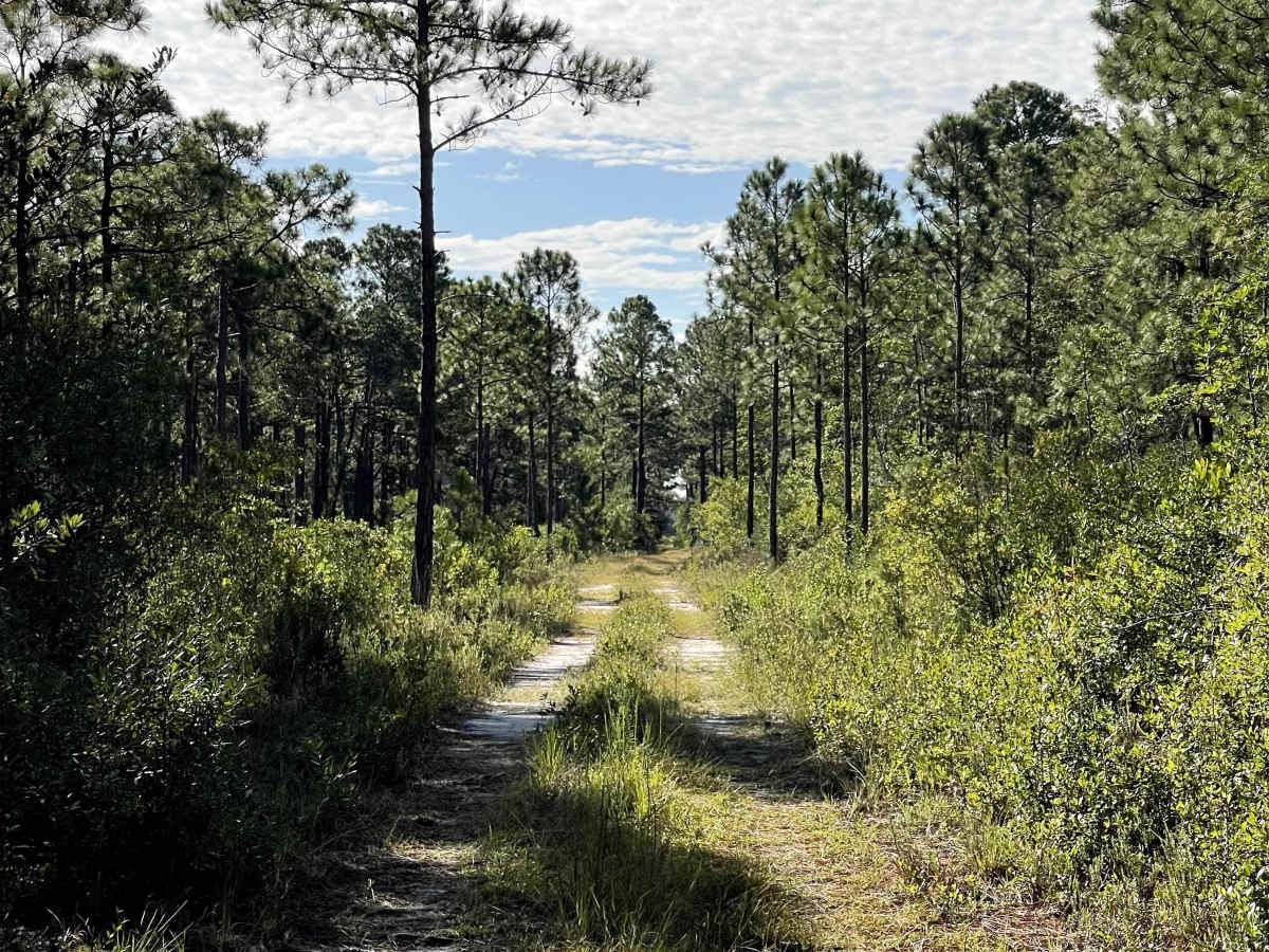New Hanover Road trail photo