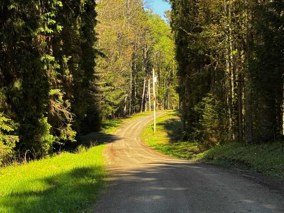 Firebreak Road photo 5