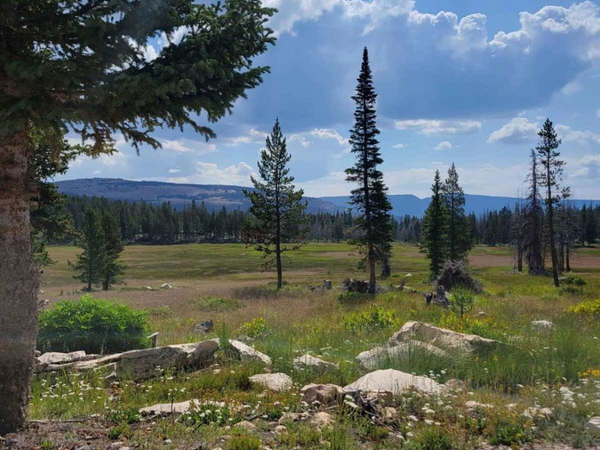 Washington Lake Trail photo 3