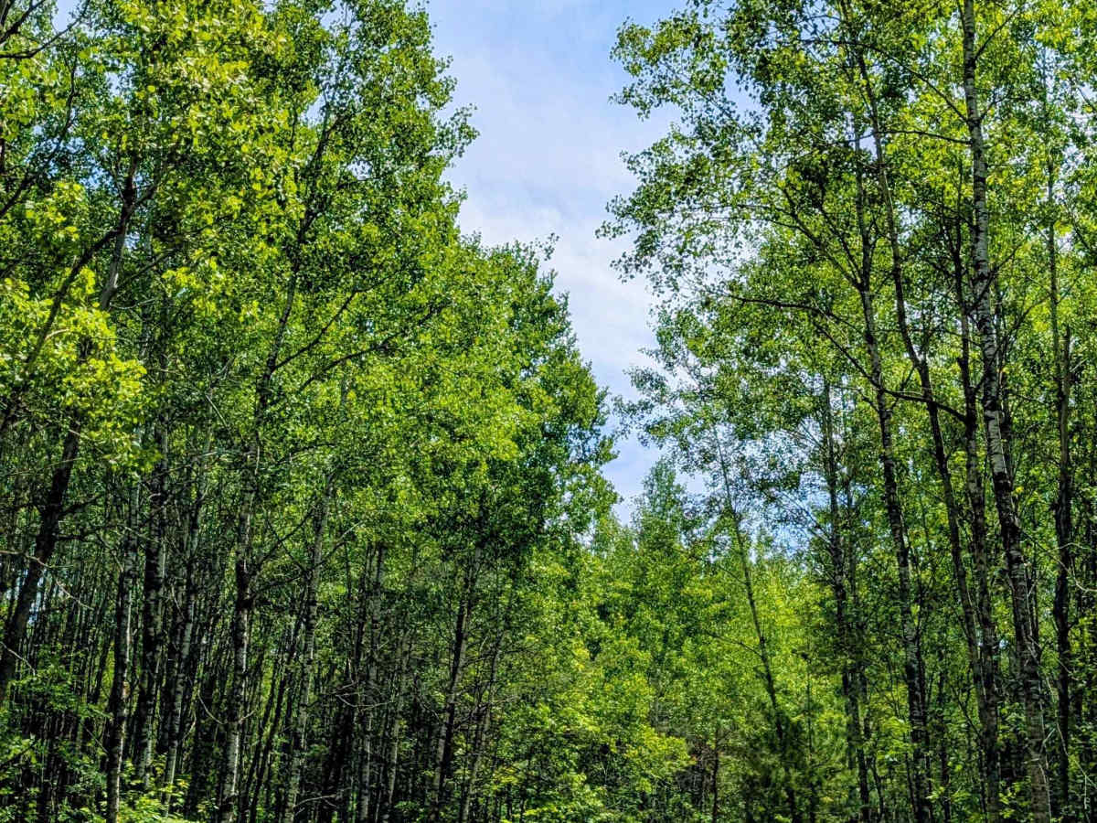 North Forest Trail photo 5
