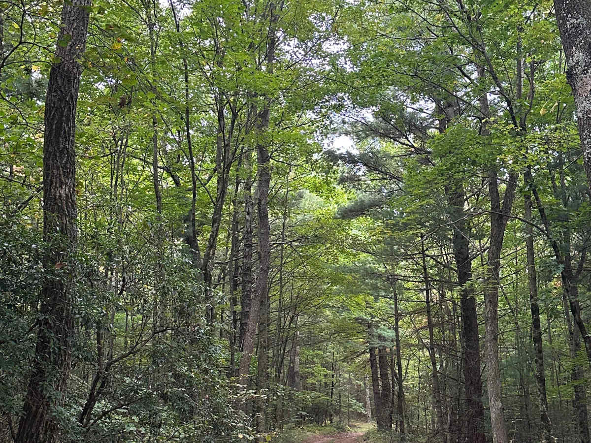 Fulk Mountain photo 5