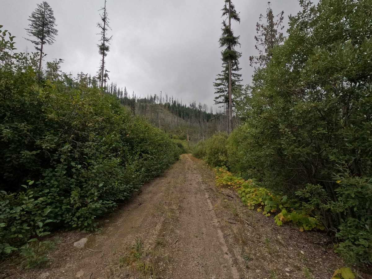 Blue Grouse - FS 460 photo 4