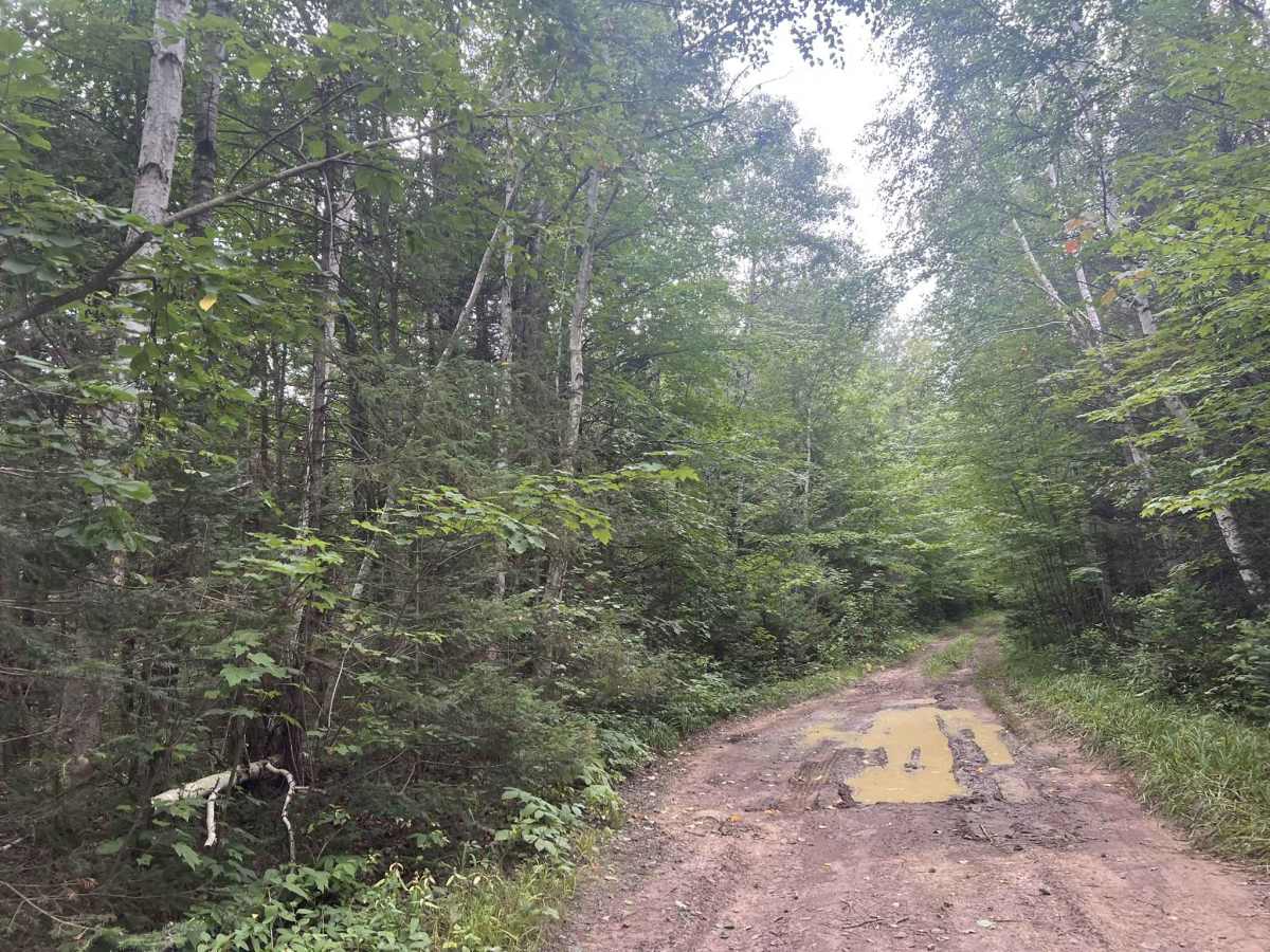Big Ridge Road - FS 2388 photo 6