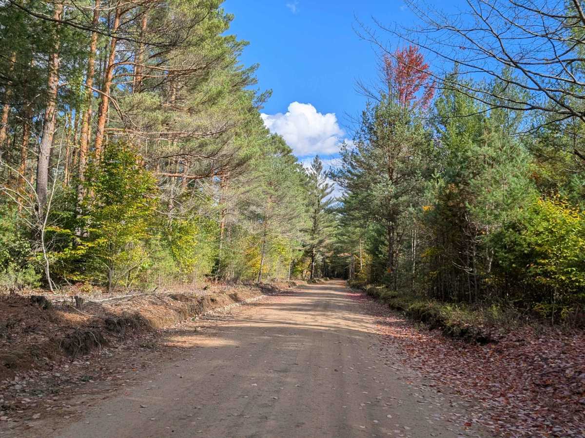 Catherineville State Forest Road photo 4