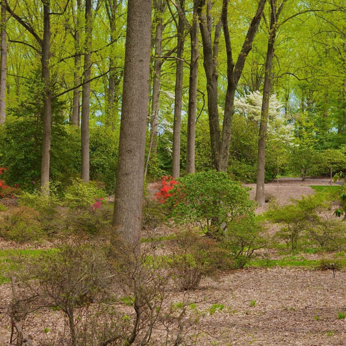 Forest view through Tyler Arboretum. Near Tyler Arboretum Loop