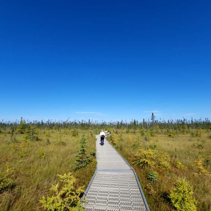 On the Big Bog boardwalk Near The Big Bog
